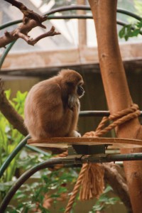 Gibbon