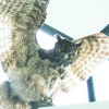 The Arb is home to about 20 or 30 owls, according to estimates made by Humber's Centre for Urban Ecology. PHOTO BY KAITIE FRASER