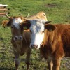 Cruelty-free products do not rely on human or animal cruelty. PHOTO COURTESY OF MISTERAITCH, CREATIVE COMMONS