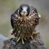An adult peregrine falcon. The peregrine is well-known for its speed. PHOTO COURTESY CANADIAN PEREGRINE FOUNDATION