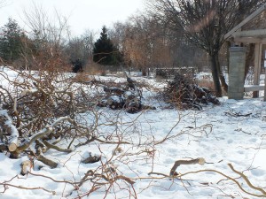More than 100 trees at the Humber North campus Arboretum suffered damage from last month’s major ice storm. Photo by Derick Deonarain