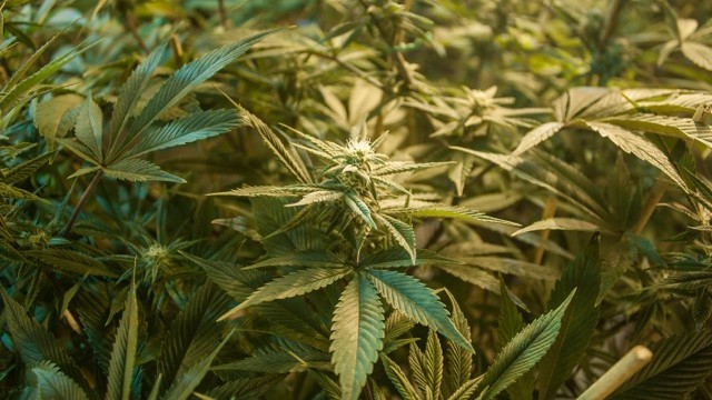 Marijuana plant. Photo by Janie Ginsberg
